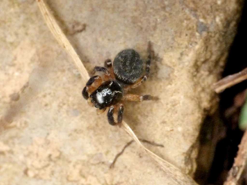Euophrys sulphurea - Tolfa (RM)
